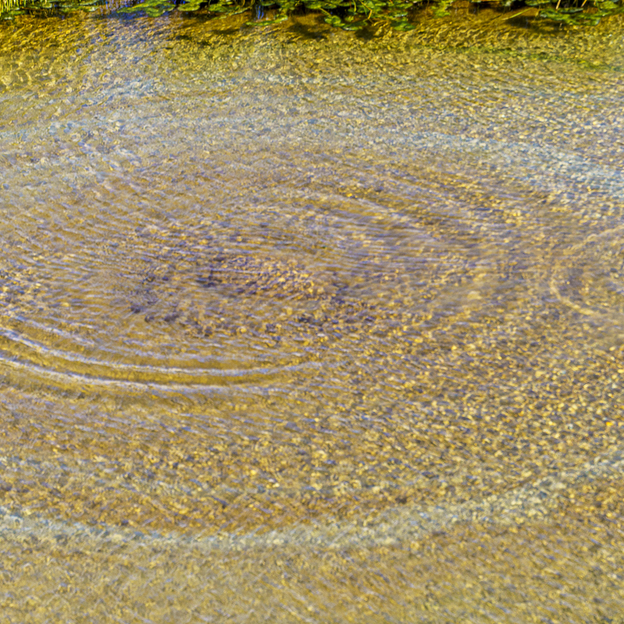 Desert Mound Spring 2